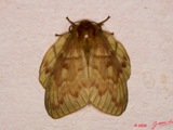 Lechriolepis nigrivenis